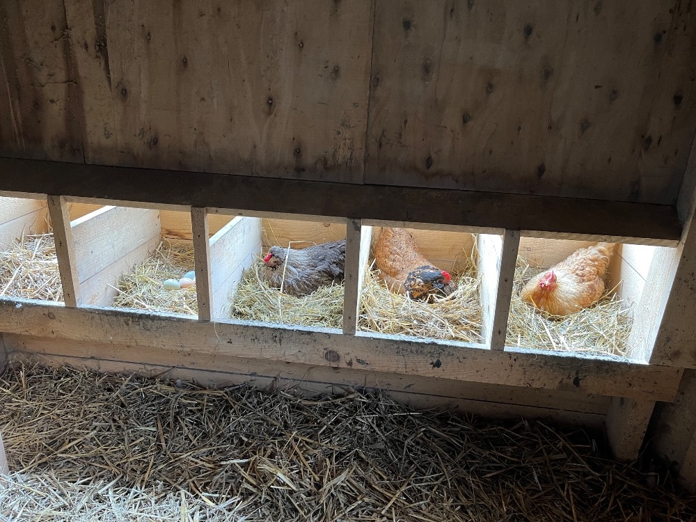 Násadová vejce - 3