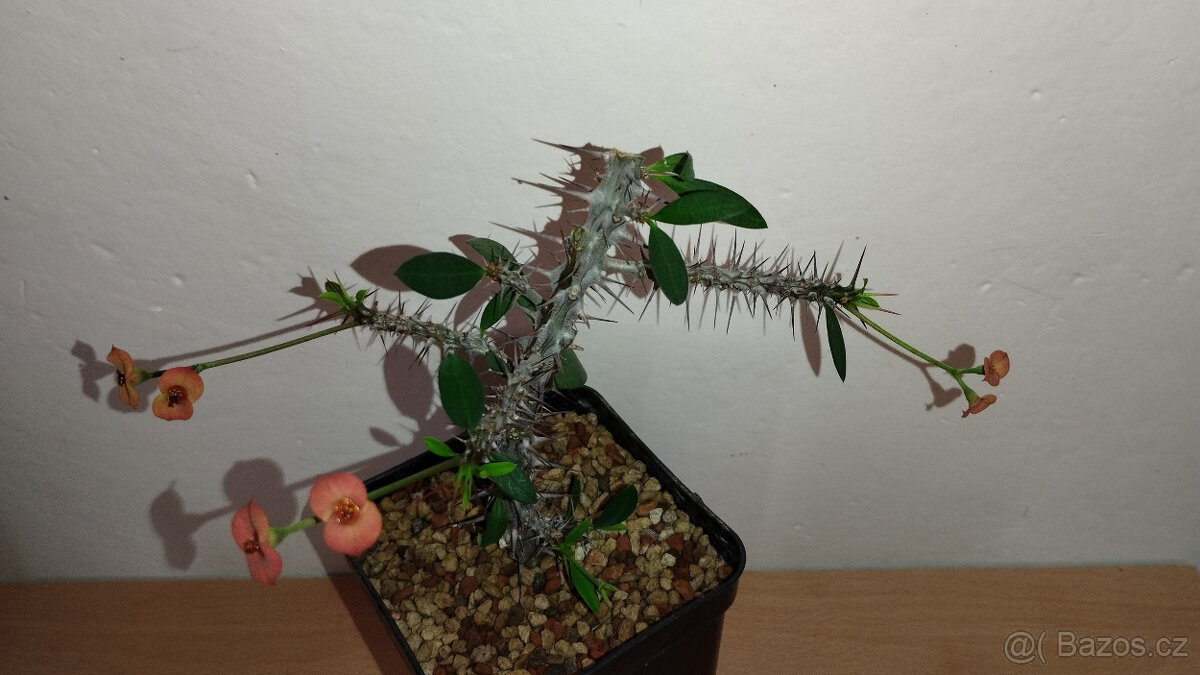 Euphorbia Milii mini (trnová koruna, kristova koruna) - 3