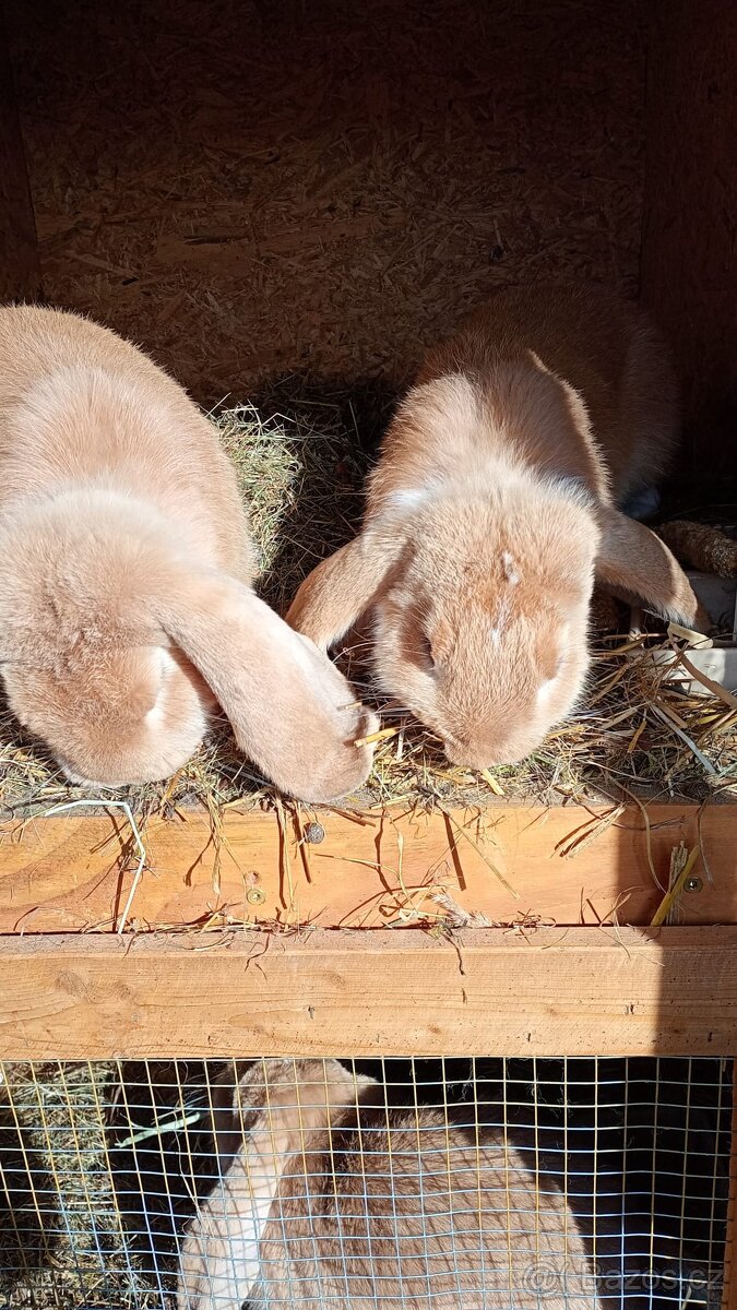 Francouzský beran - 3