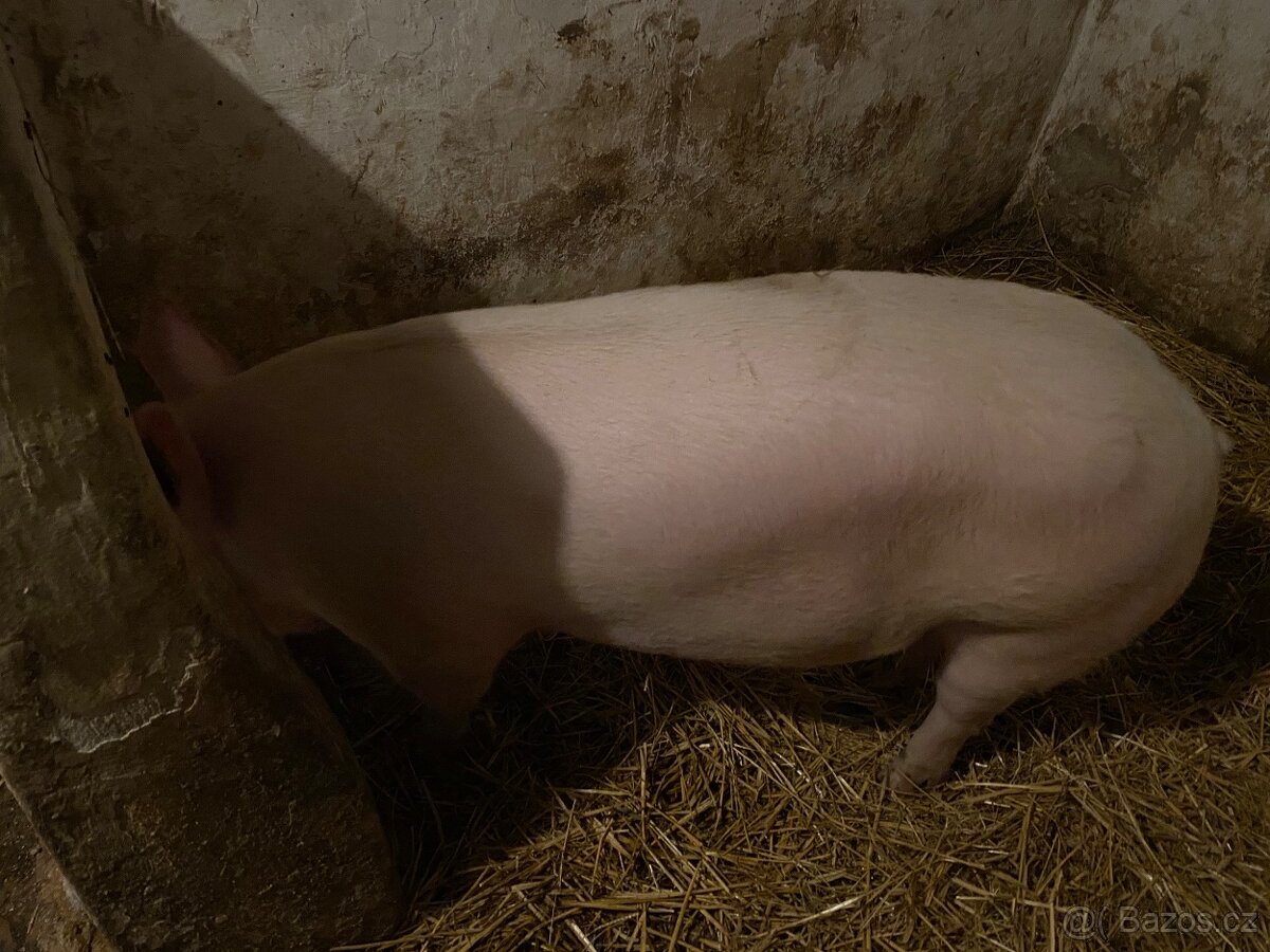 Vykrmené prase - 3