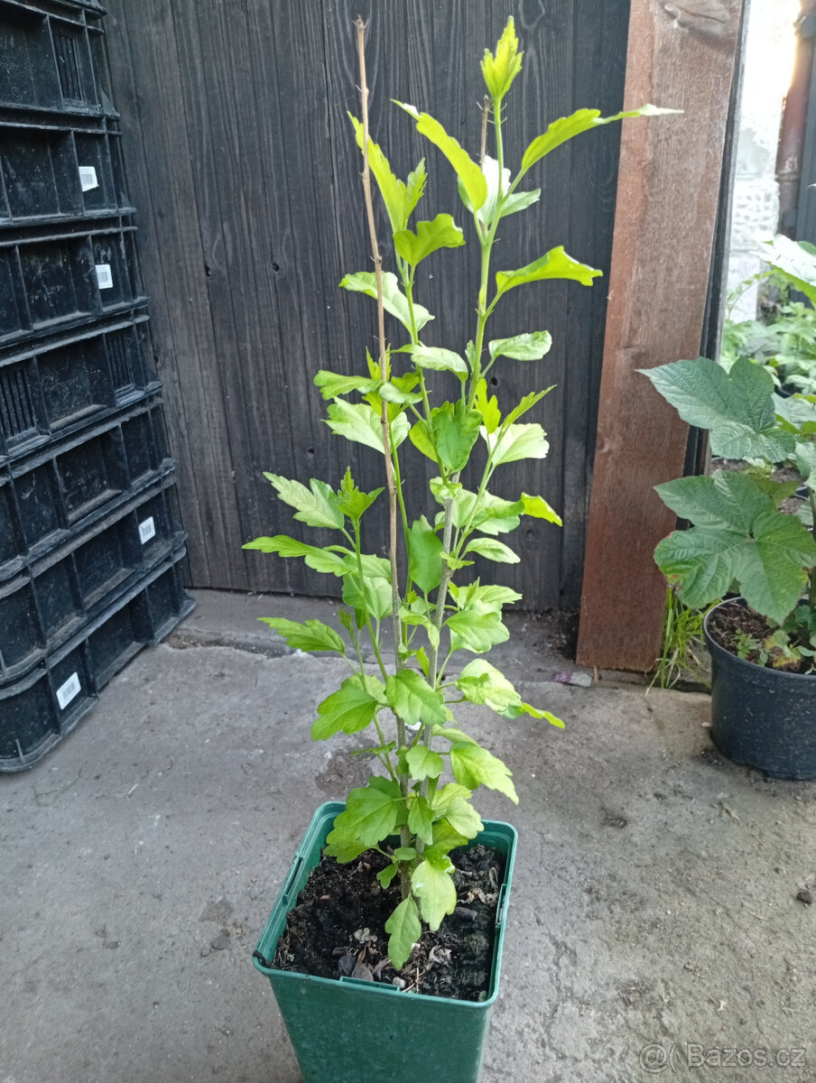 Ibišek Syrský - Venkovní - 3