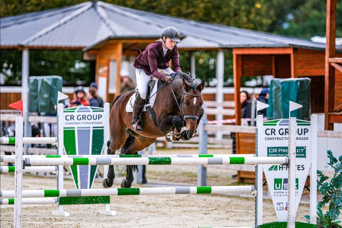 Hannoverský valach - 3