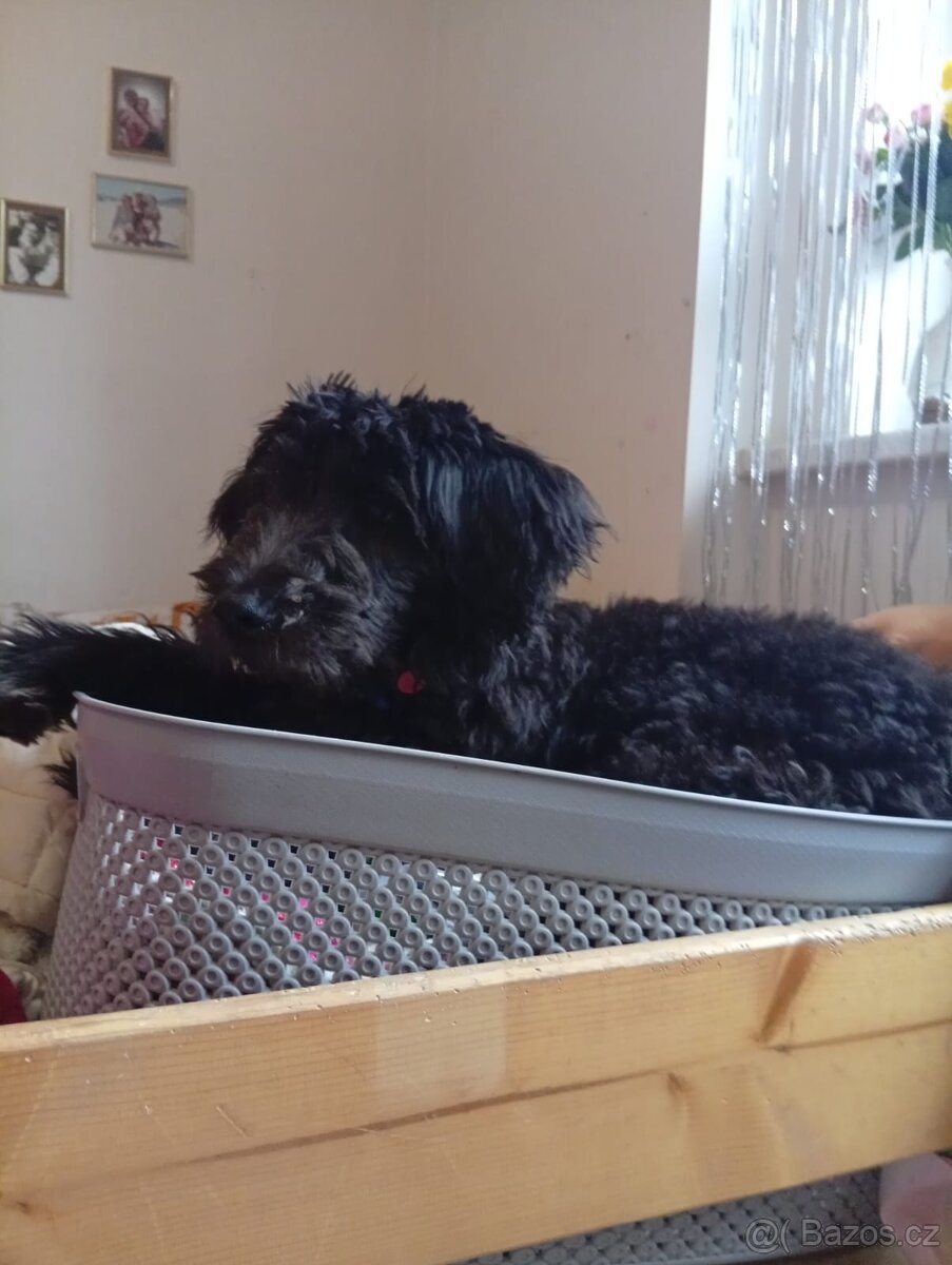Prodám štěně - 3