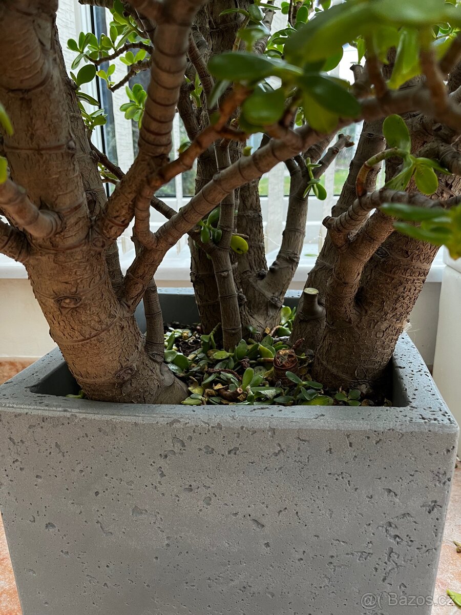 Tlustice stáří cca 25let - 3