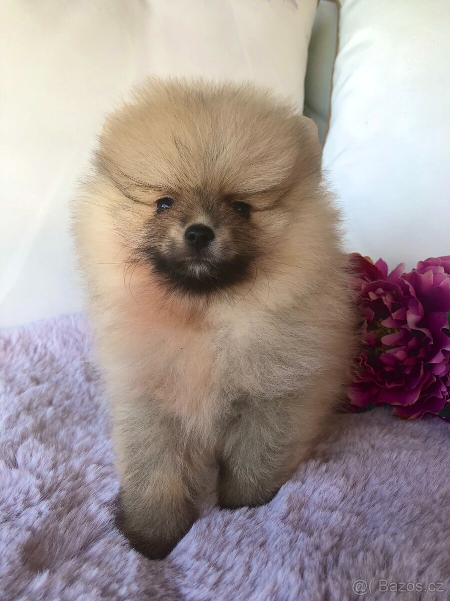 Pomeranian s p.p - 3