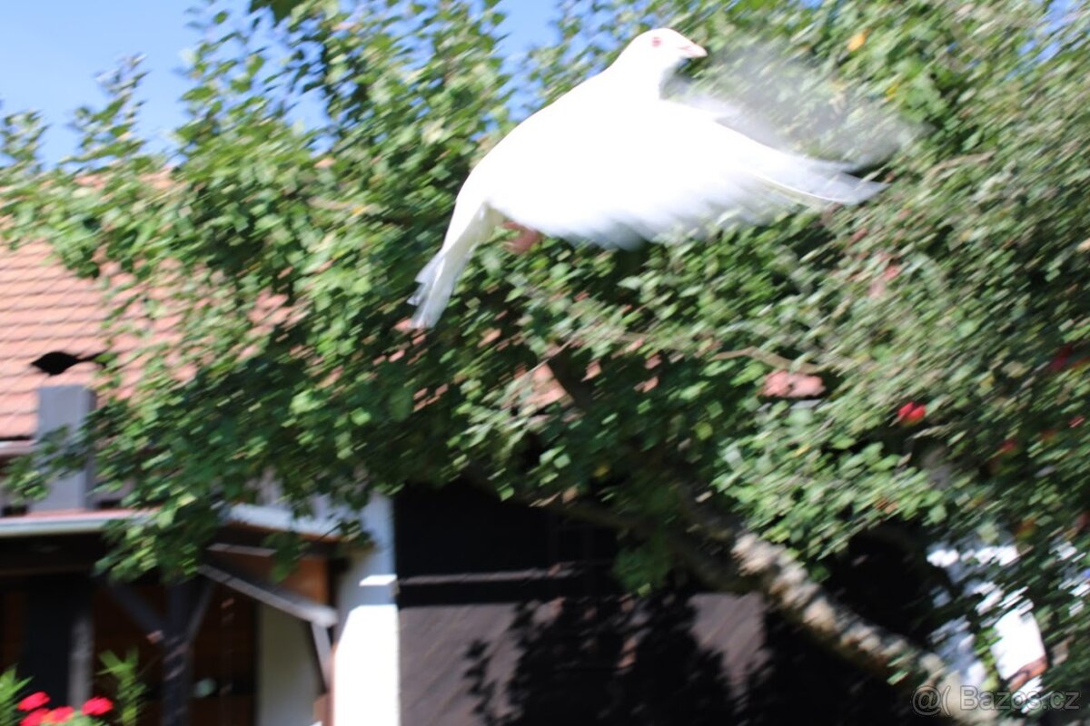 Svatební holubi - 3