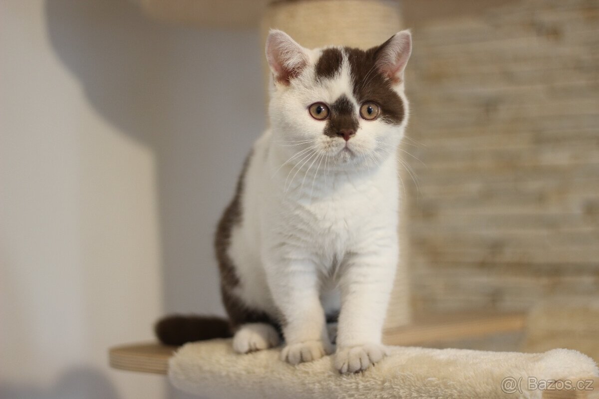 Britská koťátka s PP - 3