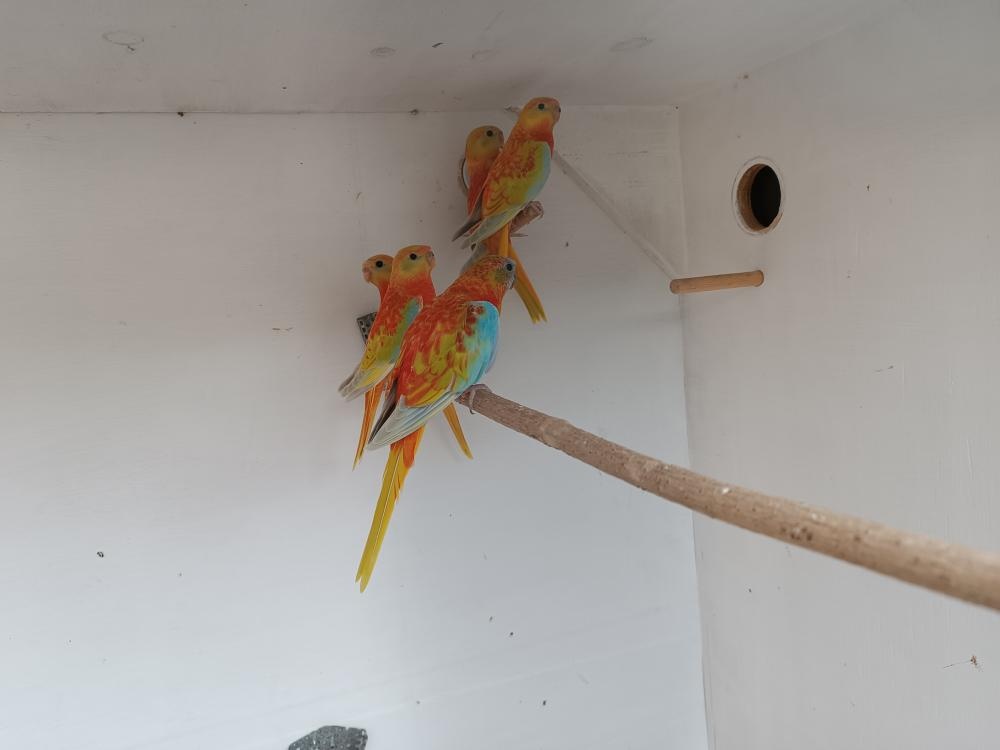 Neofémy a Kakariki - 3