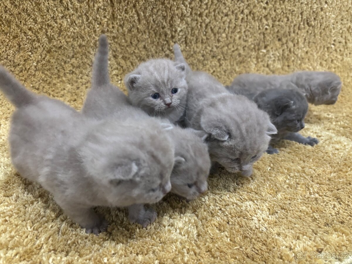 Britská koťátka - 3