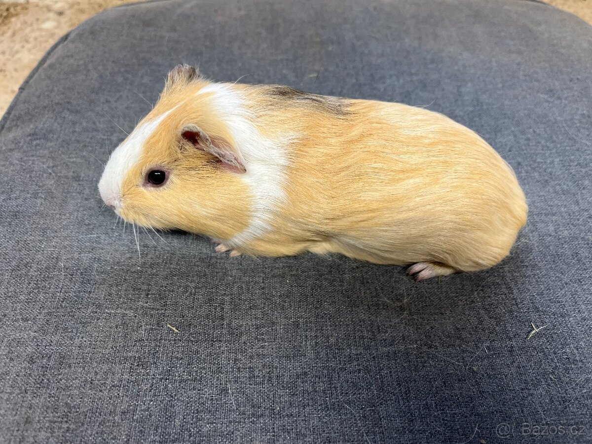 Morče, morčata - hladká, prodej - 3