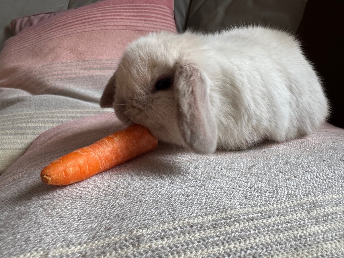 Zakrslý králíček beránek 1 - 3