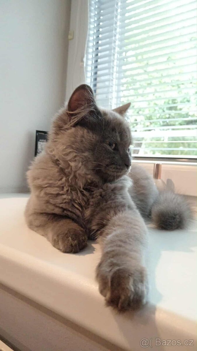 Britský kocour - 3