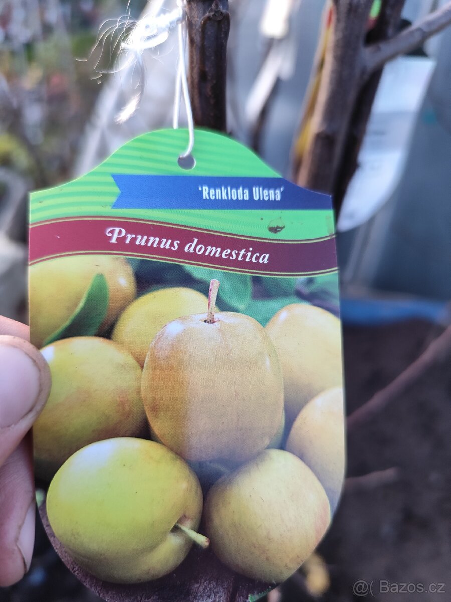 Ovocné stromky a keře - 3