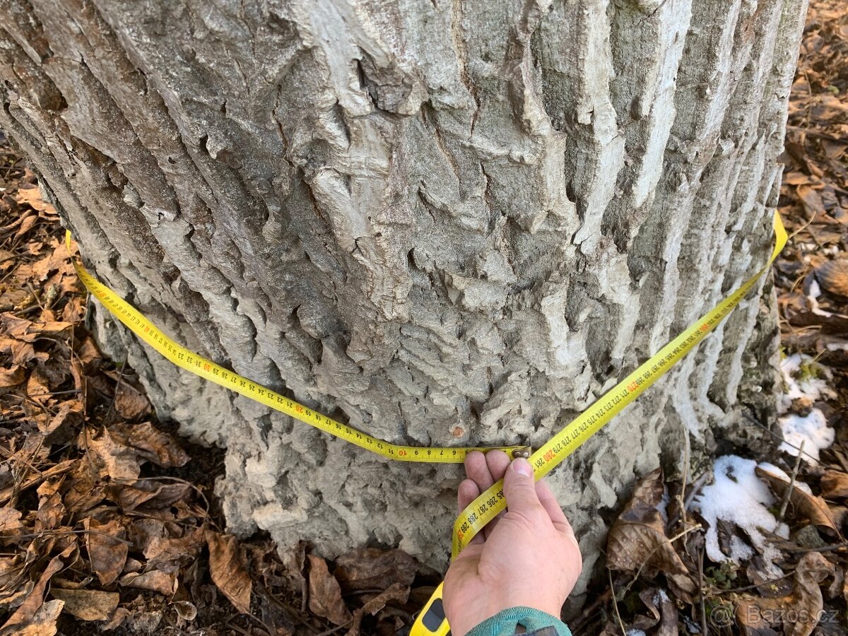 Kmen ořechu 1,5 m3 - 3