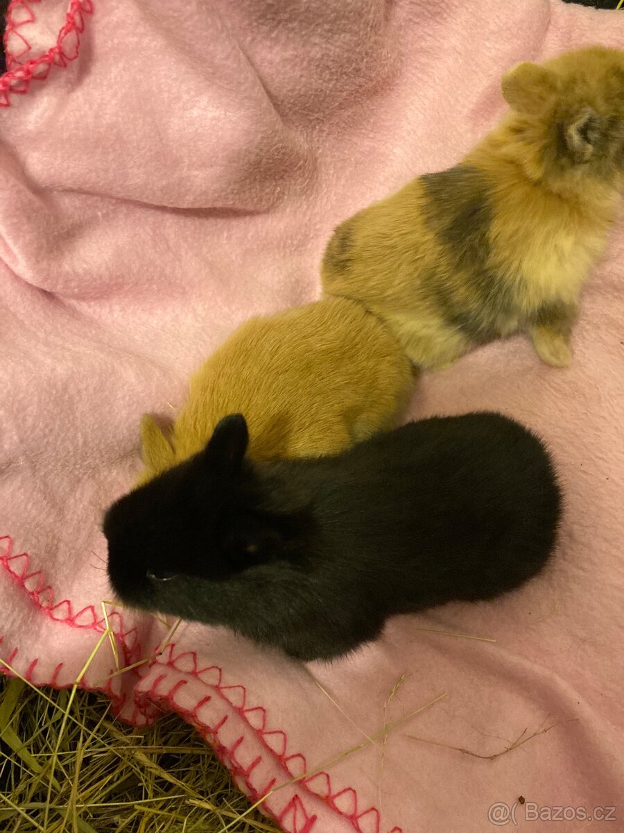 Zakrslí králík - 3
