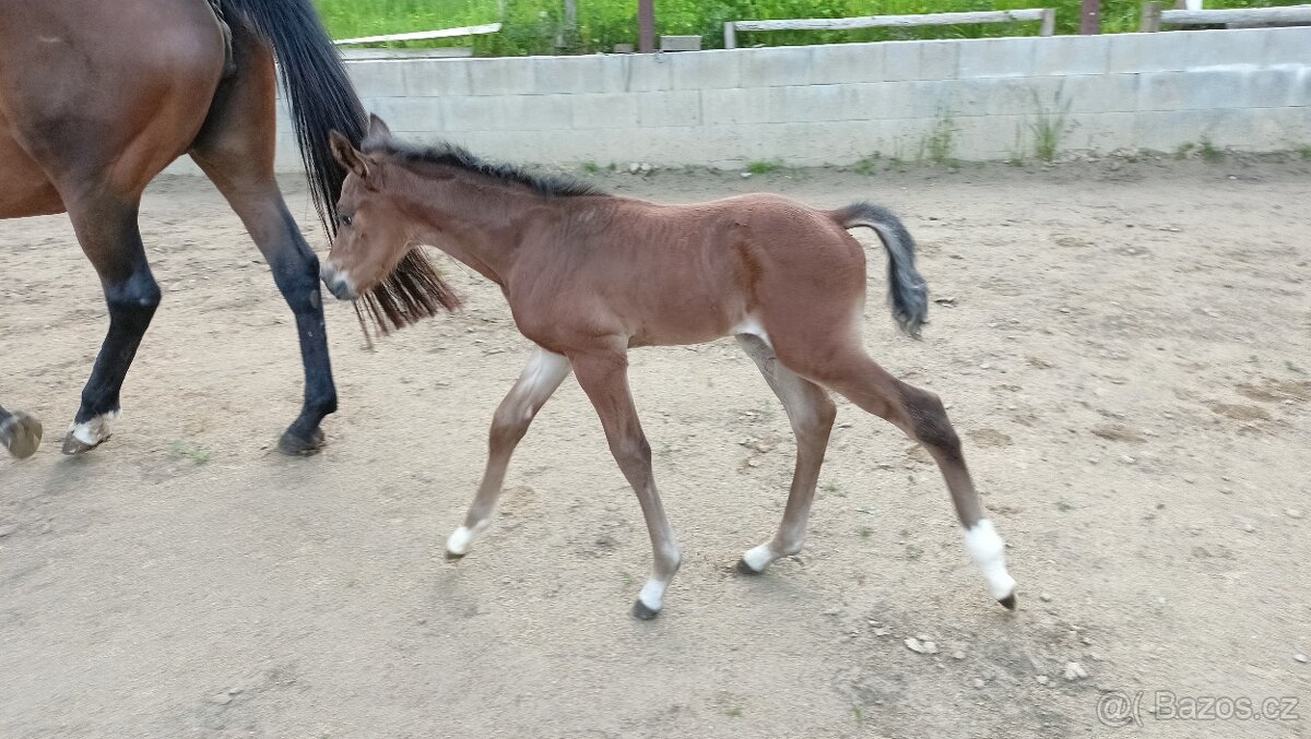 zadám hřebečka pro Win Royal Bonanza - 3