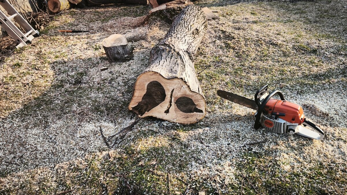 Dřevo ořešáku - 3