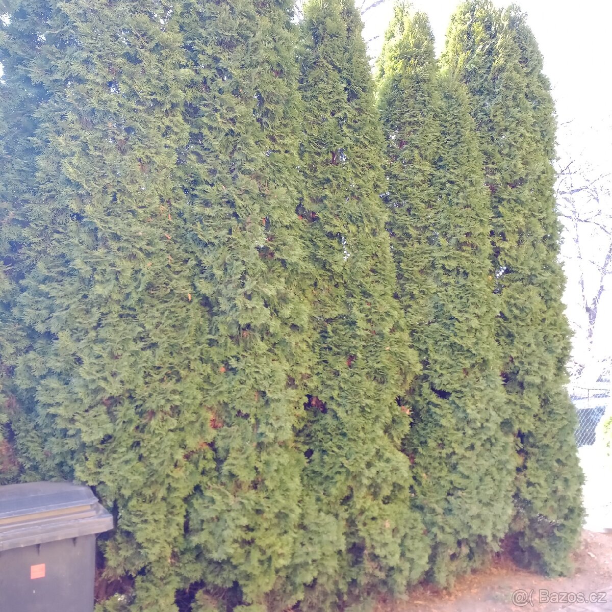 Vzrostlé thuje - 3