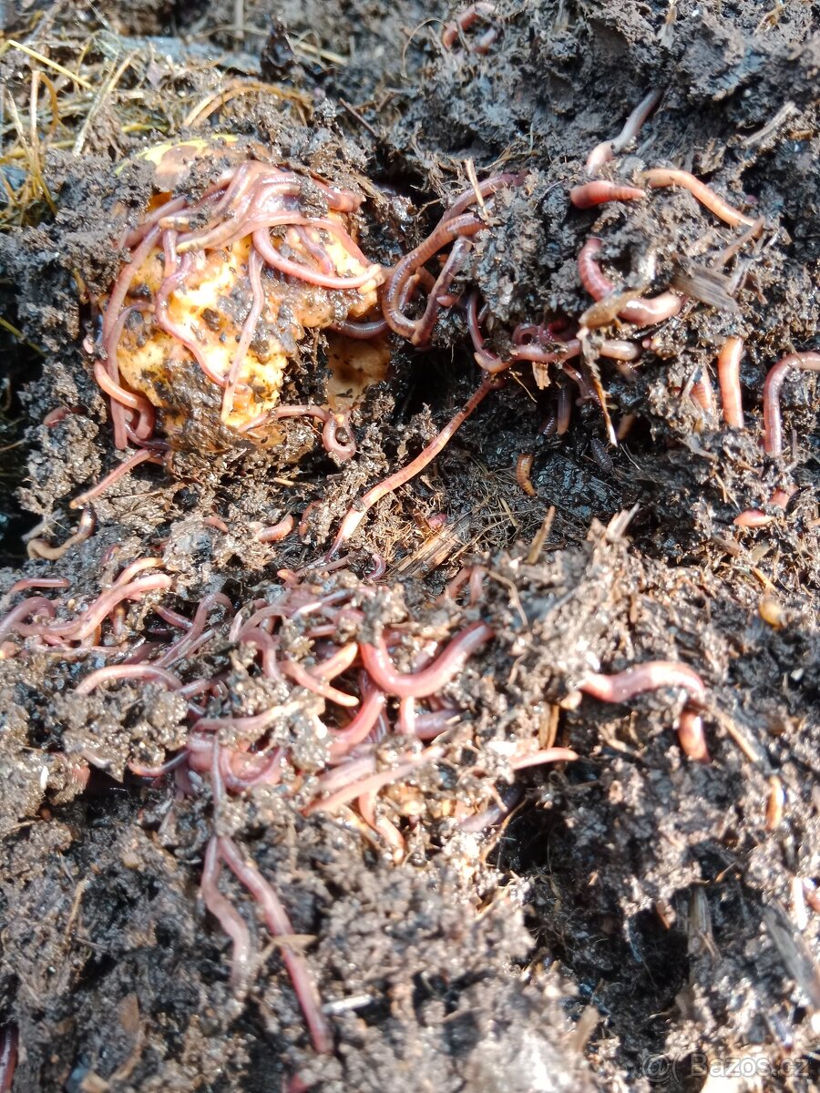 Kalifornské žížaly - 3