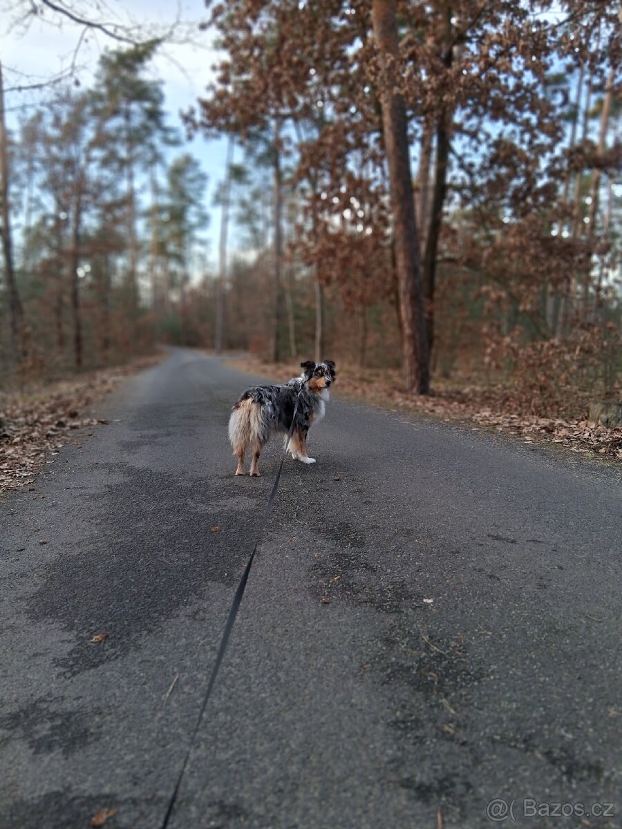 Jess hledám domov - 3