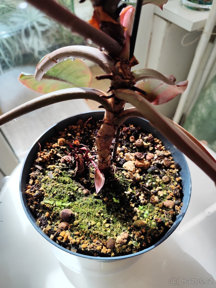 Prince of orange philodendron - 3