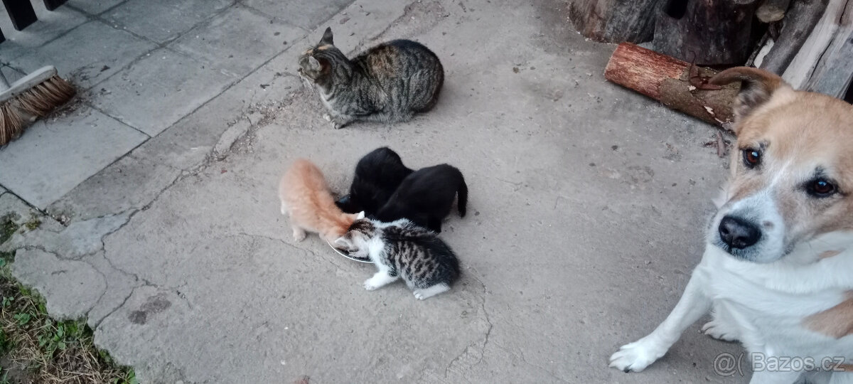 DARUJEME koťátka, koťátko, kotě, kocourka, kočičku - 3