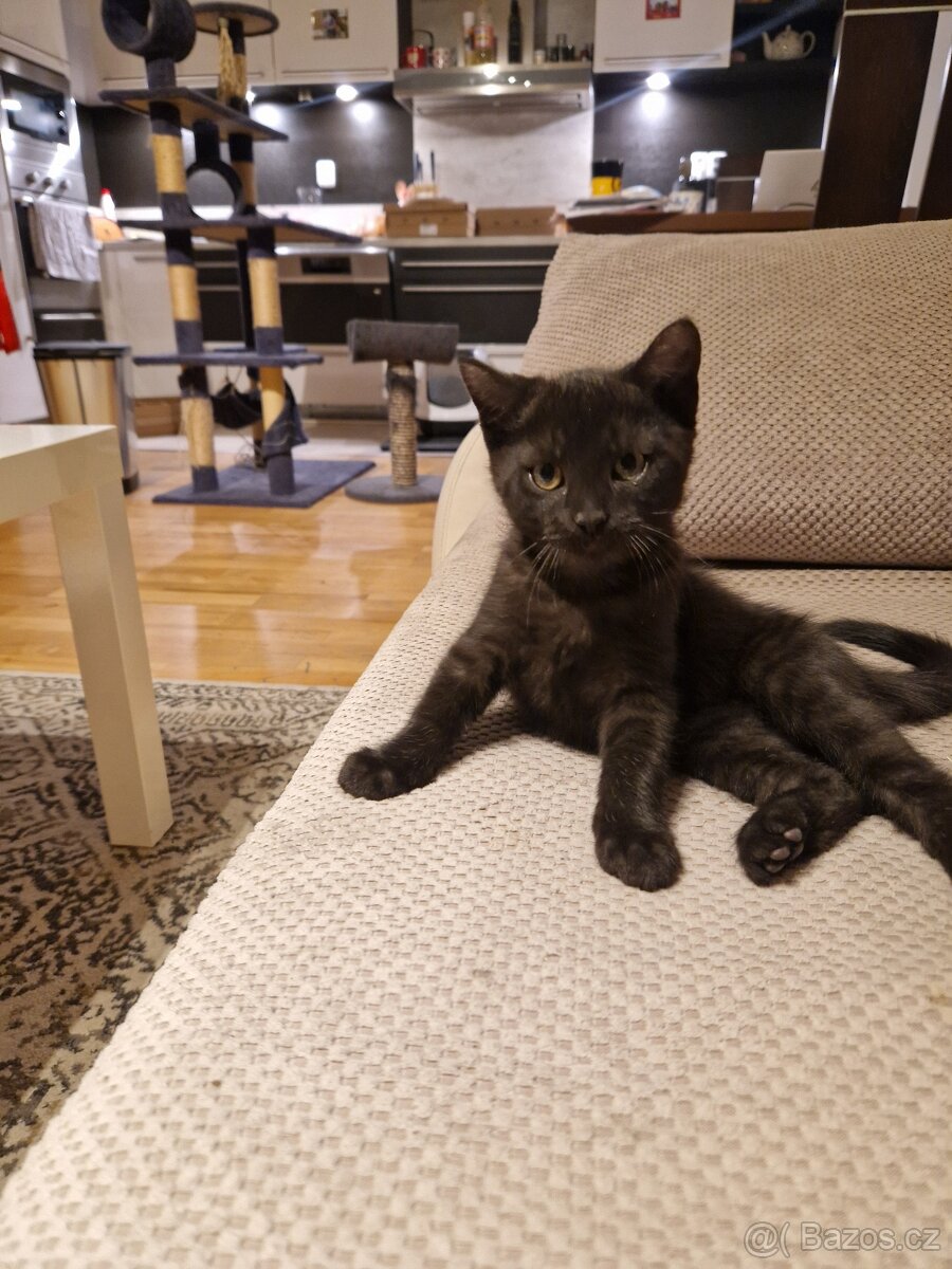 Daruji kotě - 3