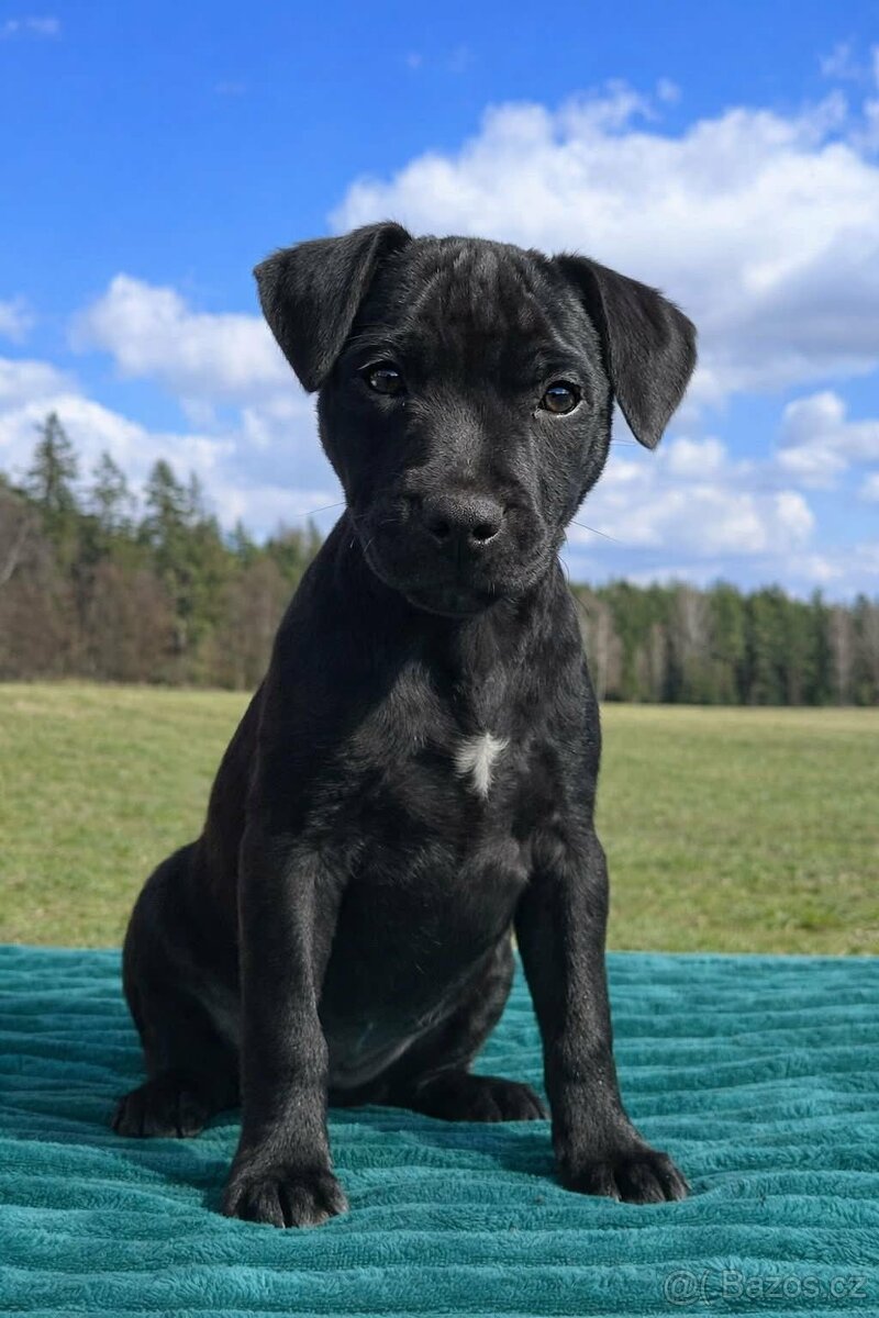 Patterdale teriér - 3