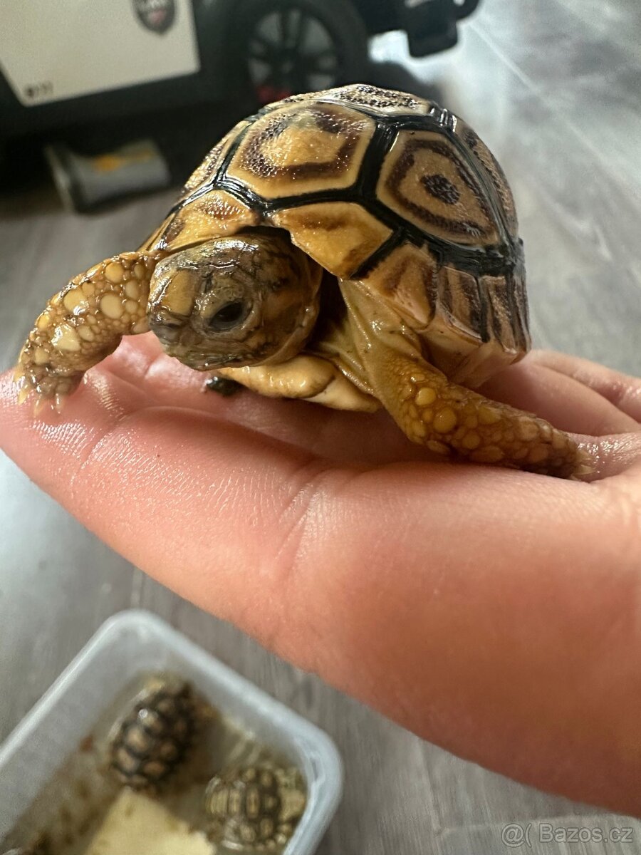 Želva pardáli - 3