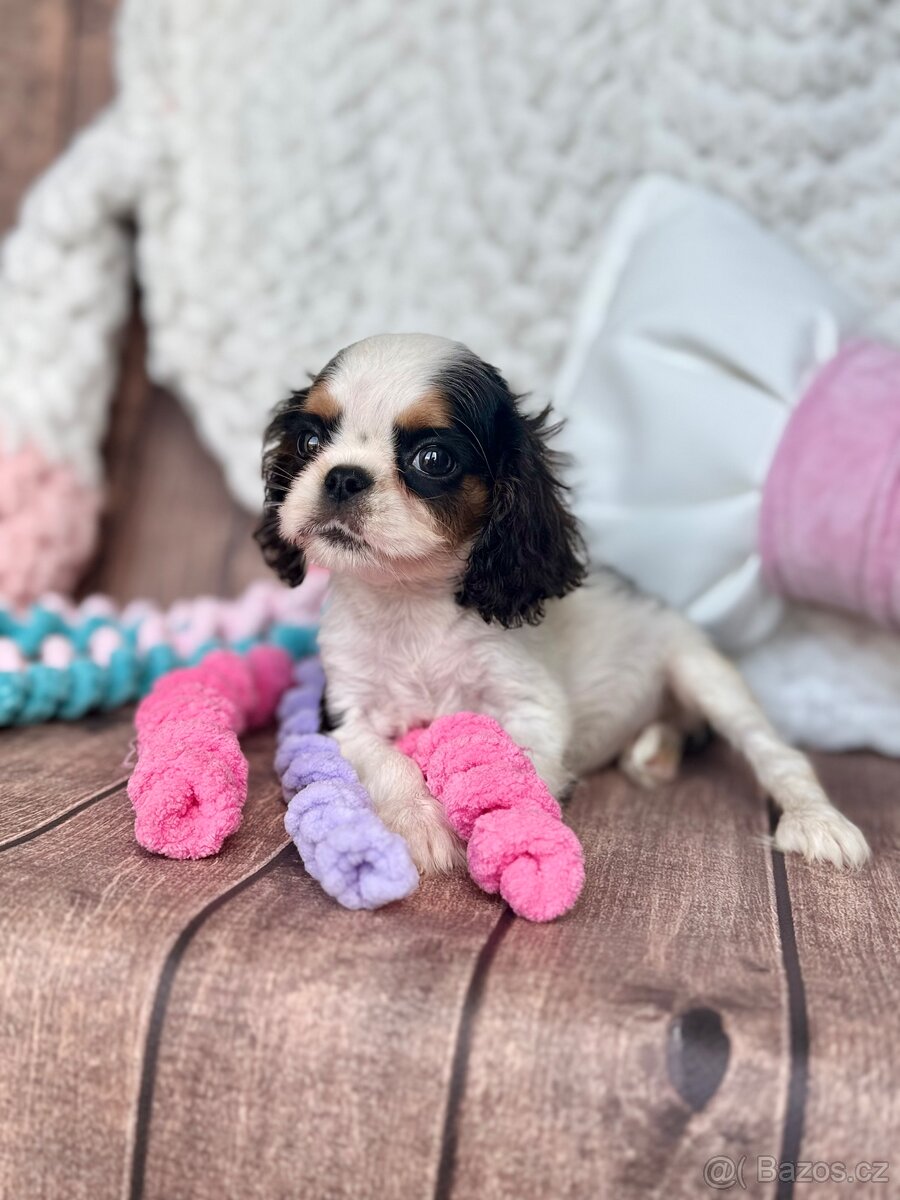 Kavalír King Charles španěl S PP - 3