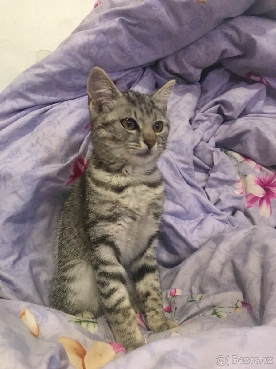 Daruji kotě - 3