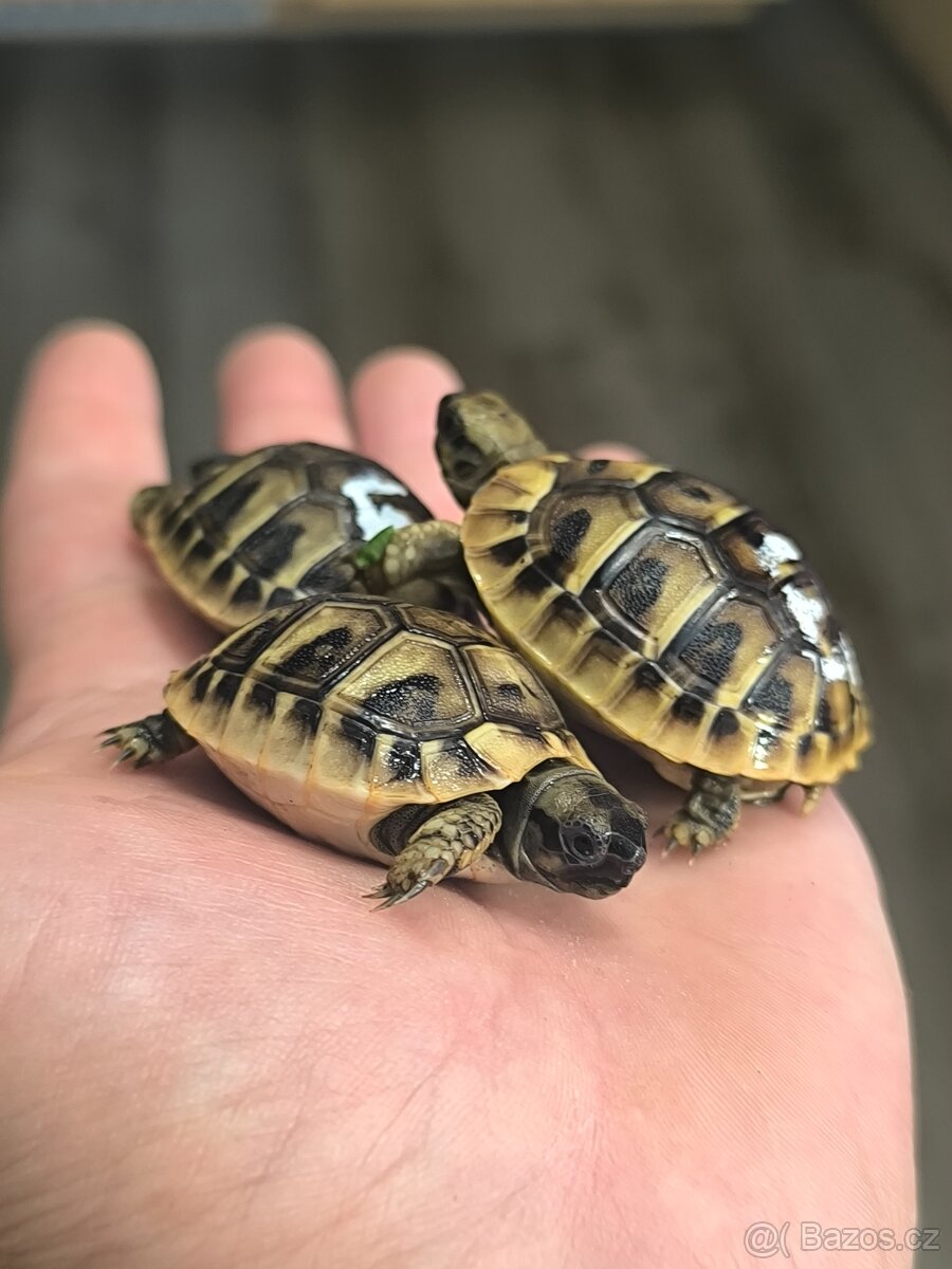 Želva zelenavá - 3