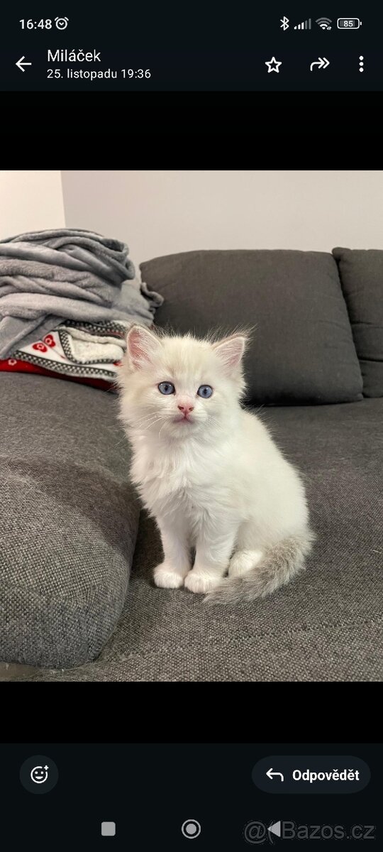 Koťátka Ragdoll - 3