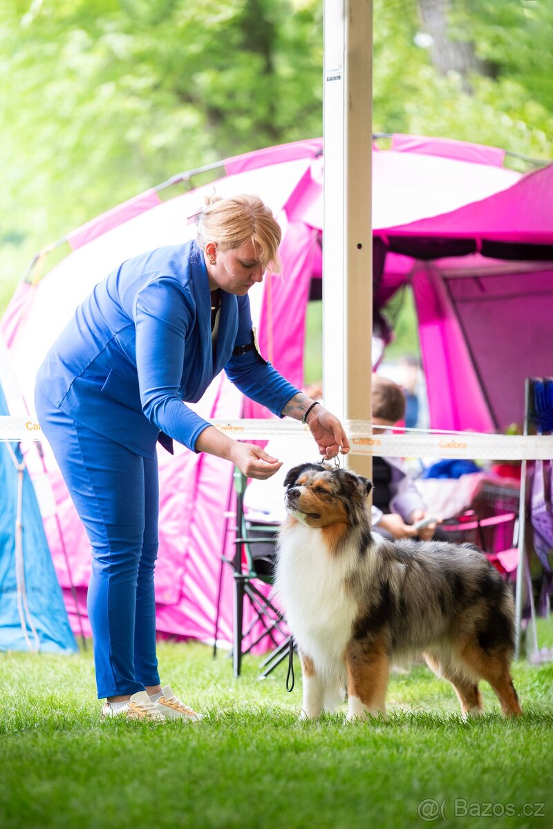 Australský ovčák - krytí chovným psem - 3