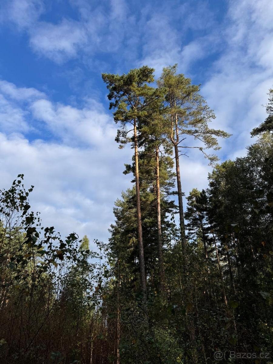 Prodám lesní pozemky v k.ú. Ločenice, p.č. 1452 a 1453 - 3