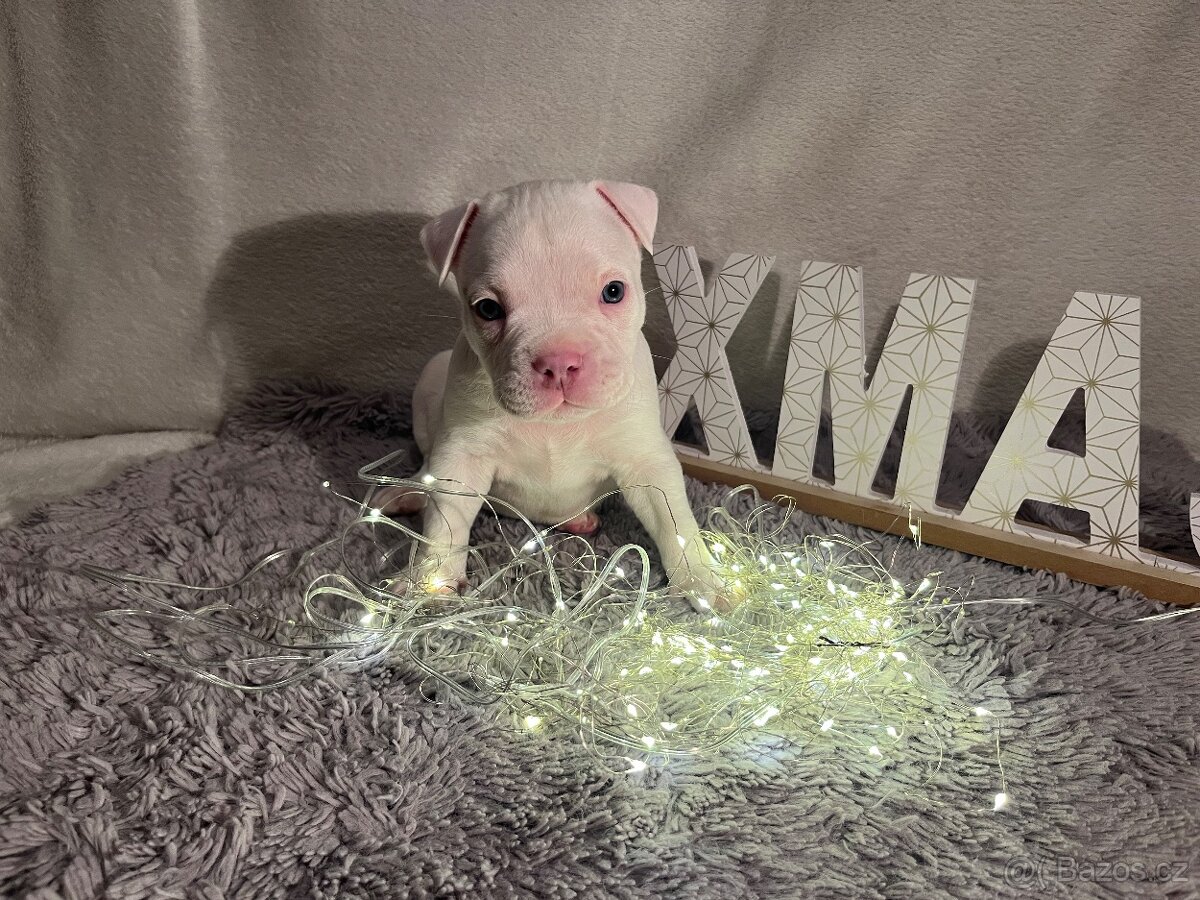 American bully pocket - 3