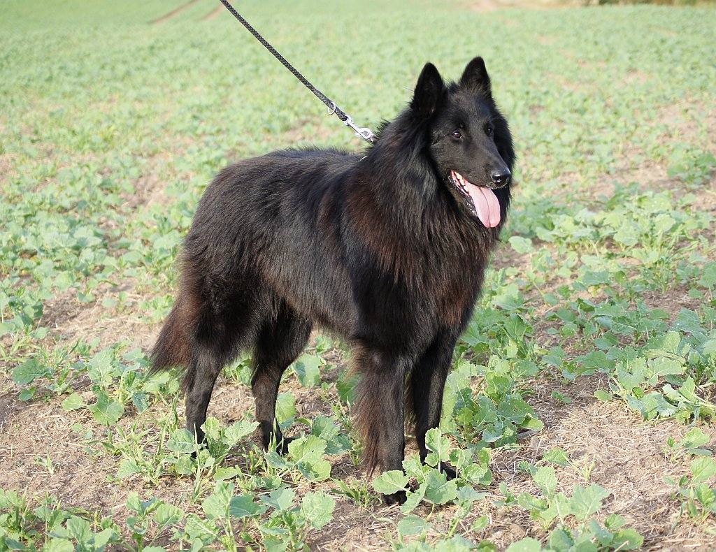 Belgický ovčák GROENENDAEL s PP - 3