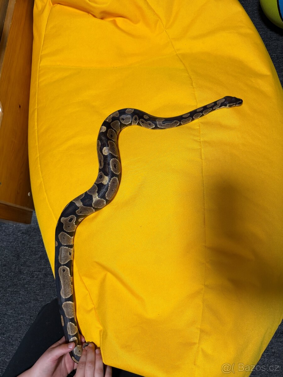 Krajta královská - 3