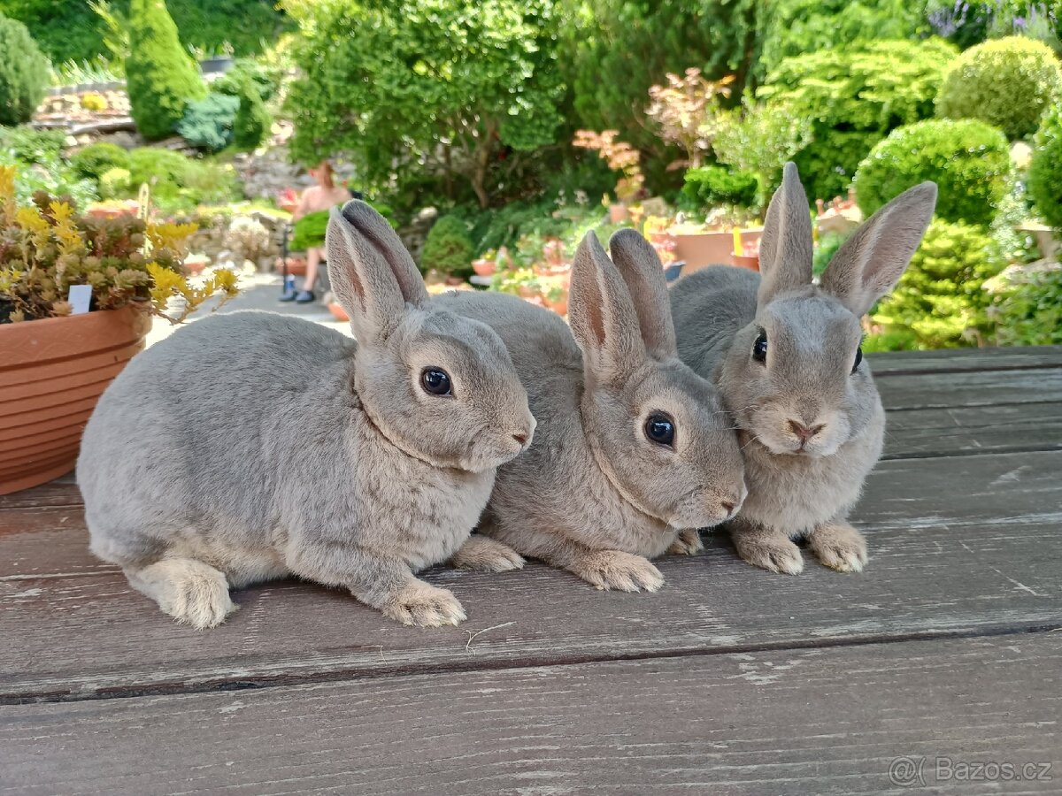 Zakrslý REX divoce modrý holky - 3