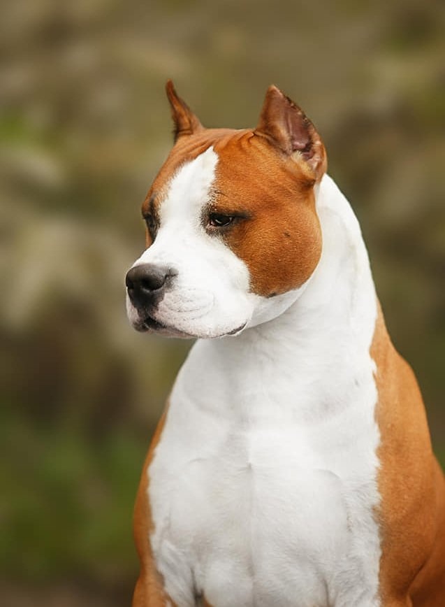 Americký stafordšírský teriér PP - 3