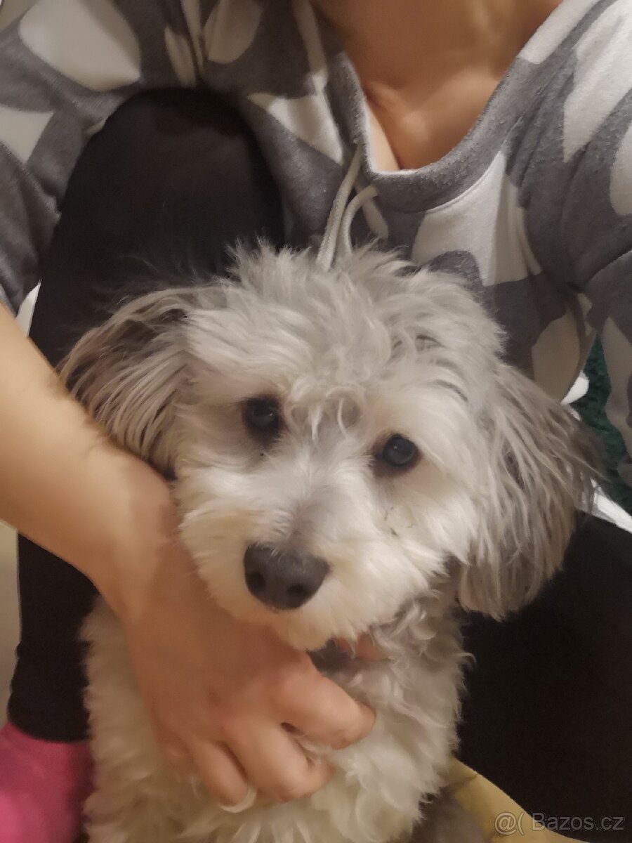 Havansky psík ke krytí - 3