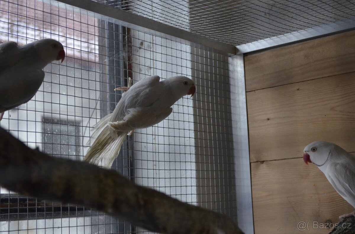 Alexandr malý - modrý palid HO - 3