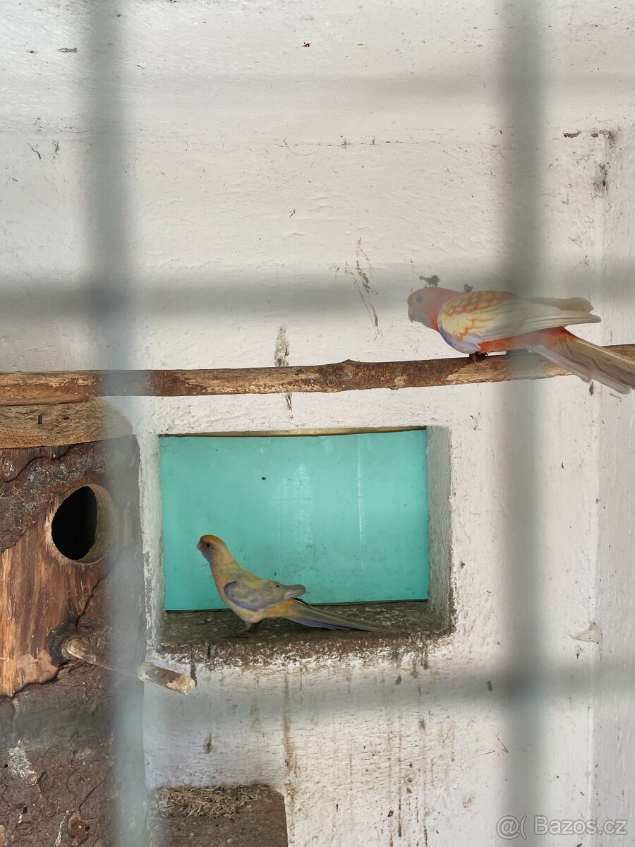 Prodej papoušku - 3