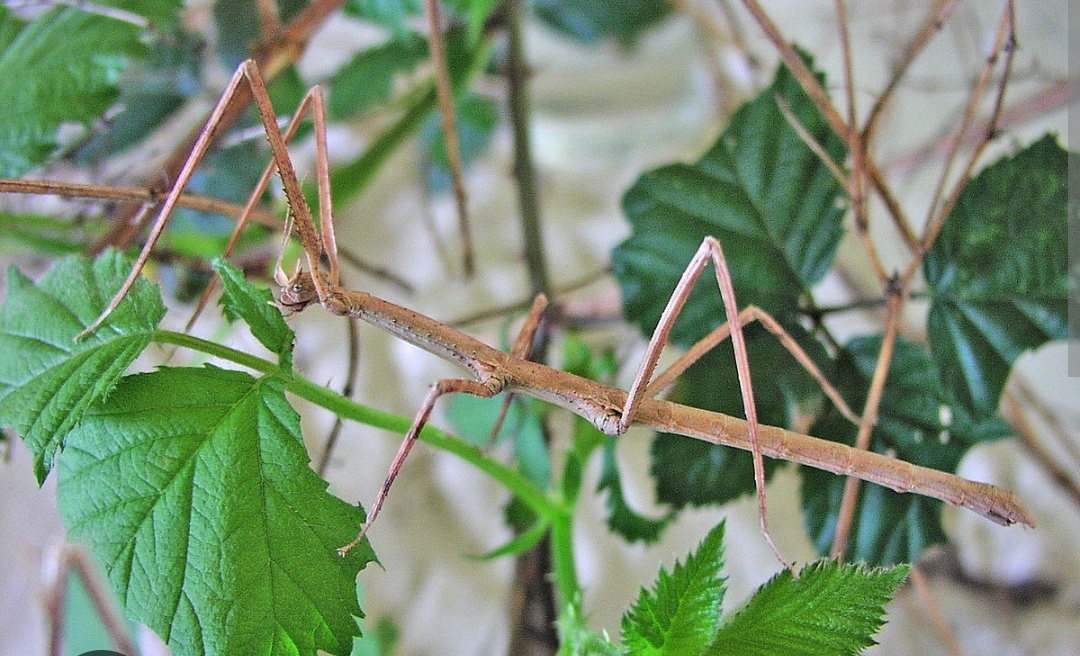 Pakobylka Rohatá - vajíčka - 3