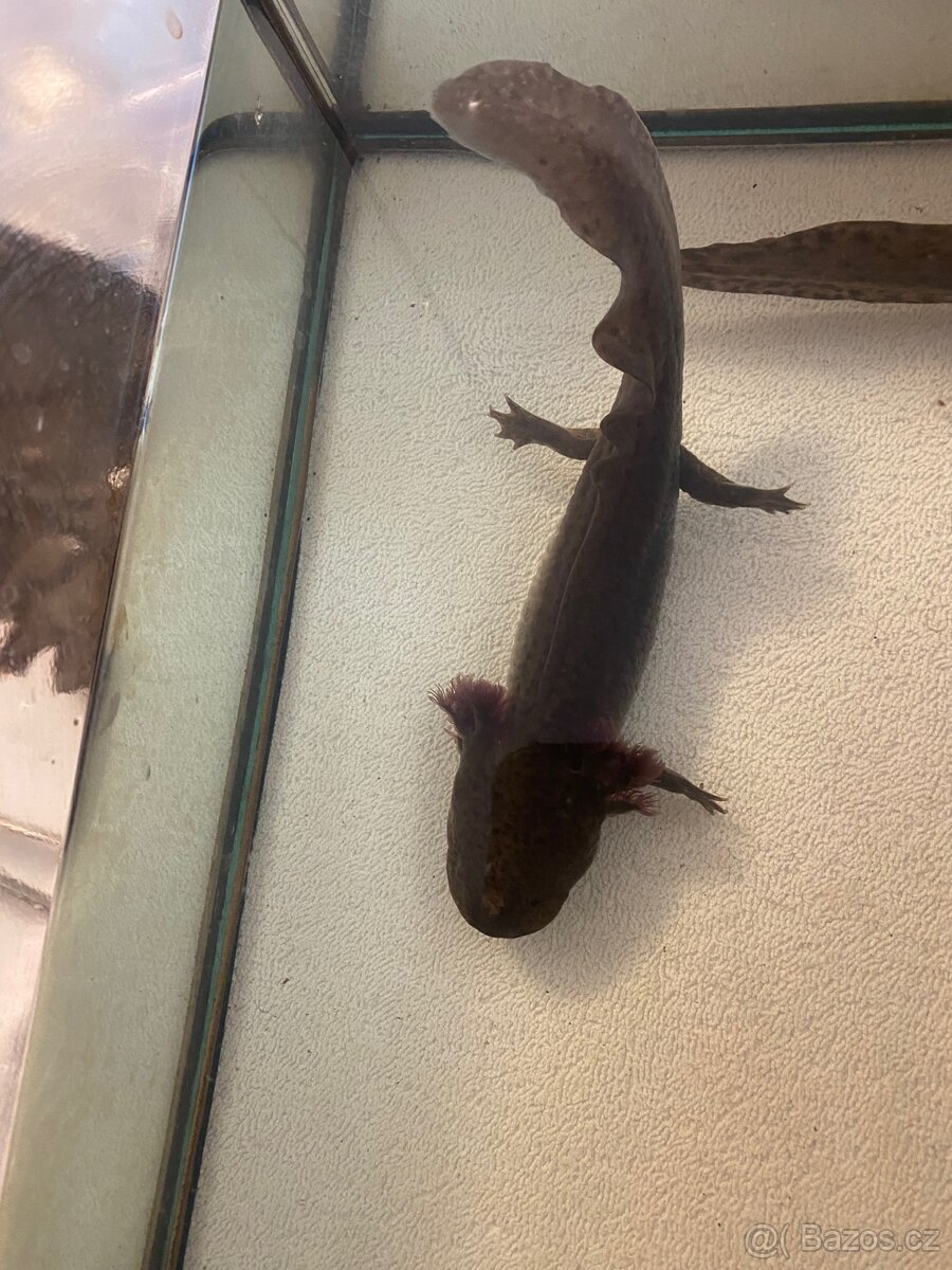 3 velké axolotly + vybavení - 3