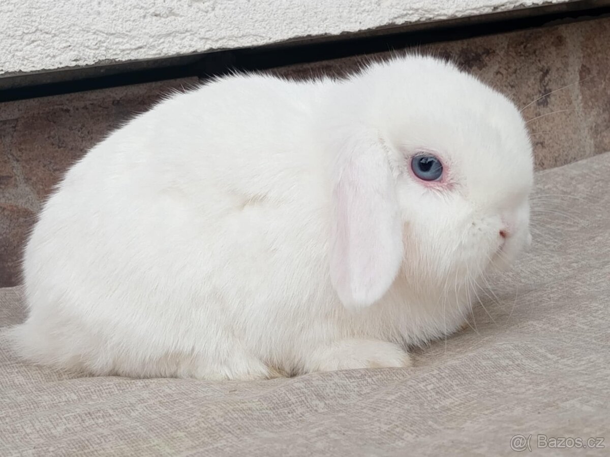 Volný Sameček - Anglický Zakrslý Beránek MiniLop🍑🧡🤍 - 3