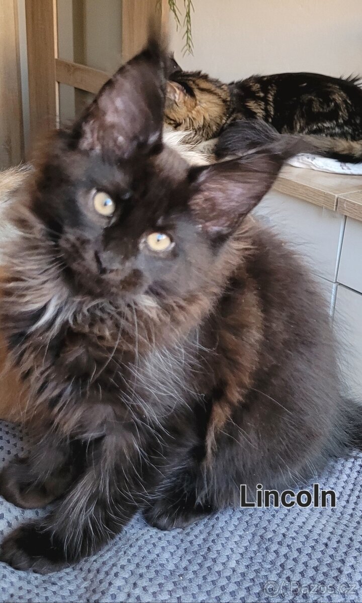 Mainská mývalí koťátka s PP - 3