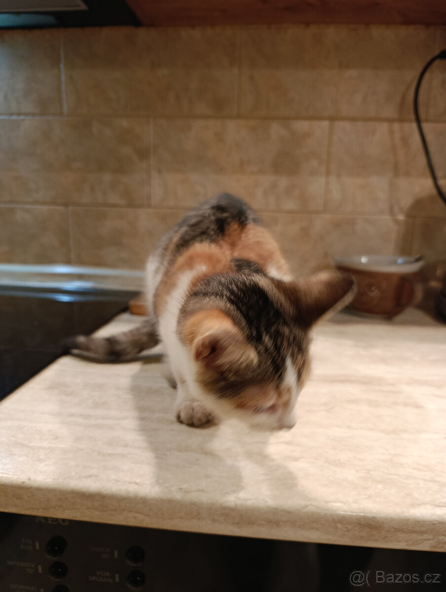 Daruji kotě - 3