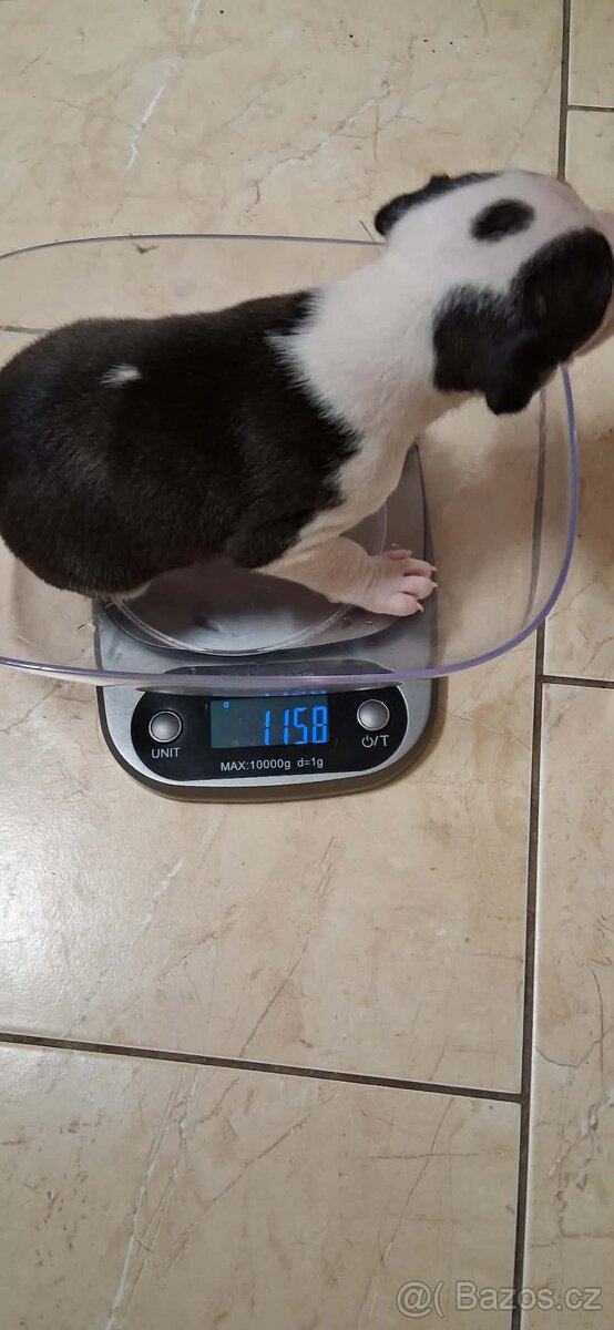 Americký stafordšírský terier bez pp - 3