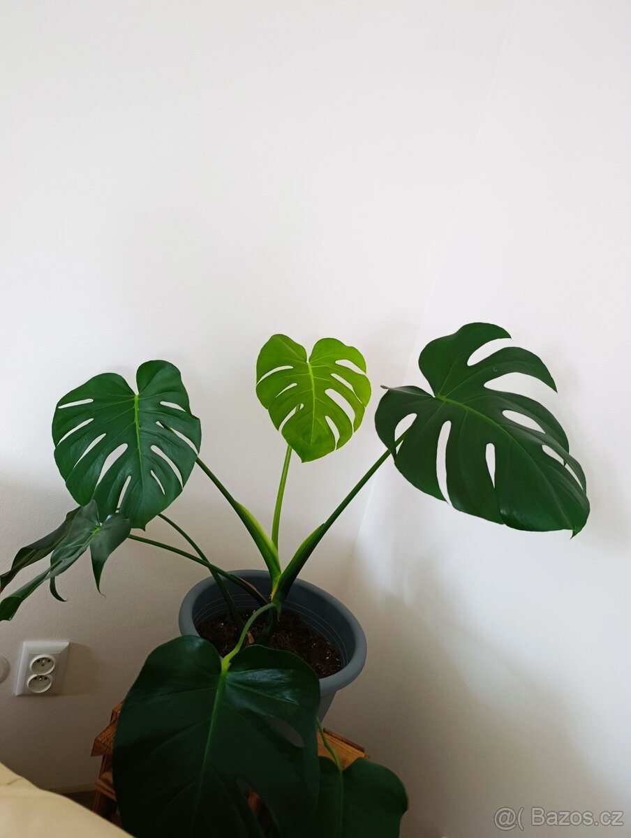 Monstera deliciosa - vhodná do interiéru - 3